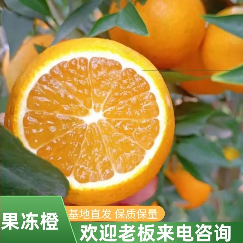 精品爱媛果冻橙爱媛38产地直发果面光滑细腻汁多味甜