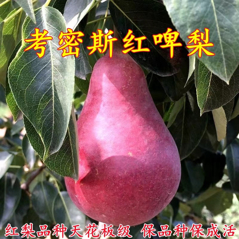 红啤梨树苗考密斯红梨苗新品种山东梨树苗保成活