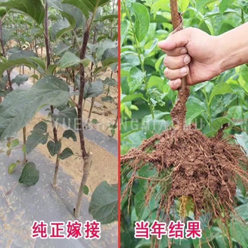 红啤梨树苗考密斯红梨苗新品种山东梨树苗保成活