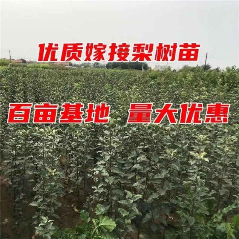 红啤梨树苗考密斯红梨苗新品种山东梨树苗保成活