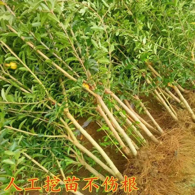 （包邮）软籽石榴树苗新品种突尼斯软籽石榴苗保成活