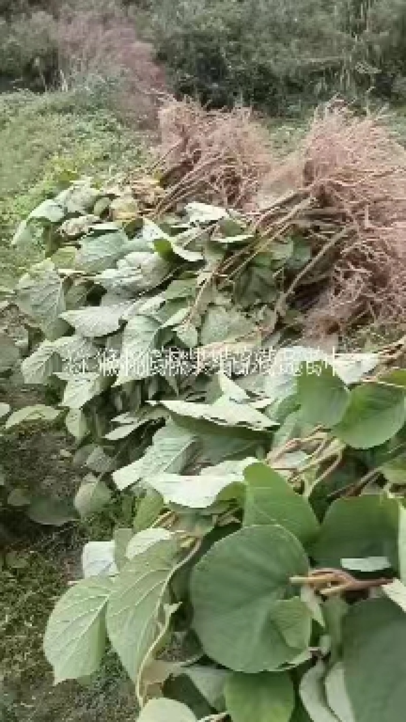 猕猴桃实生苗产地直发一手货源品质保证欢迎致电