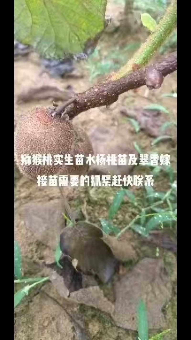 猕猴桃实生苗产地直发一手货源品质保证欢迎致电