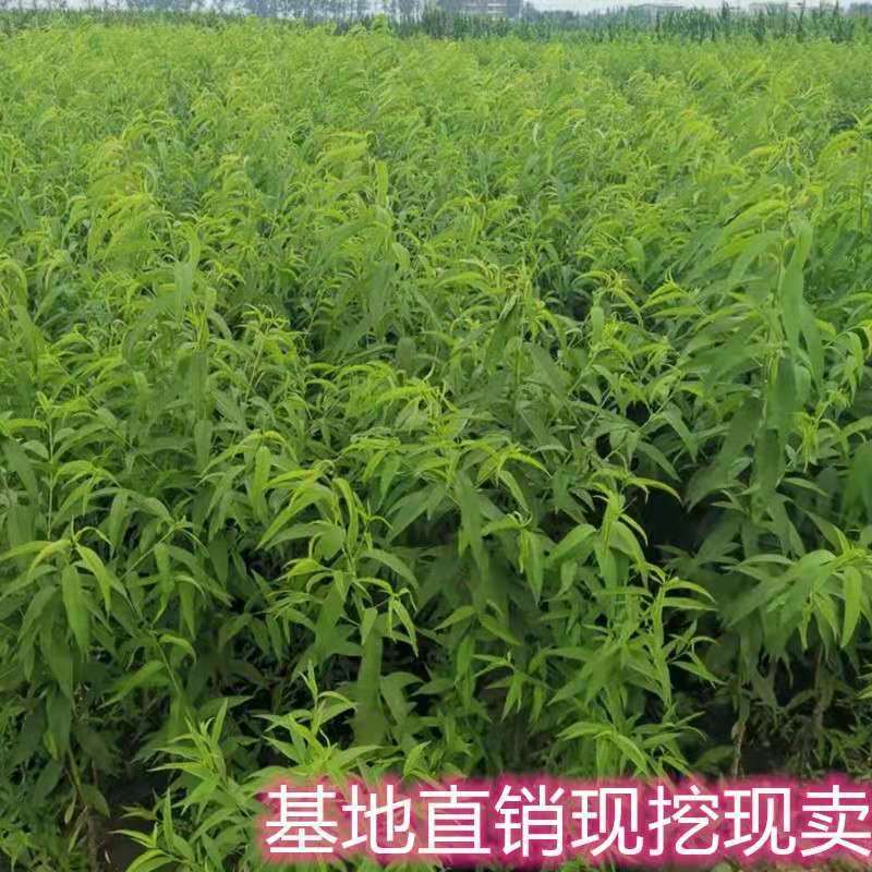 红肉血桃苗桃树苗新品种血桃树苗山东果树苗嫁接桃苗保成活