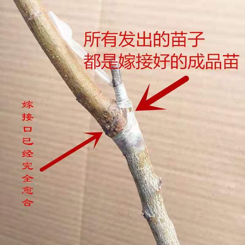 红肉血桃苗桃树苗新品种血桃树苗山东果树苗嫁接桃苗保成活