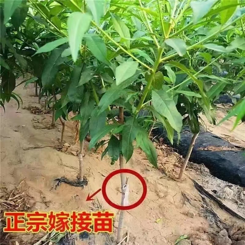 红肉血桃苗桃树苗新品种血桃树苗山东果树苗嫁接桃苗保成活