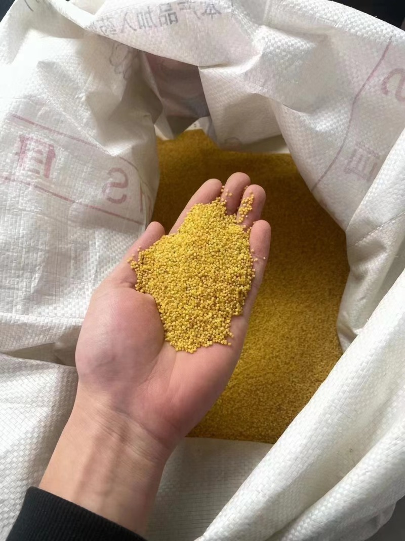 山西黄小米货源充足产地直供可视频看货