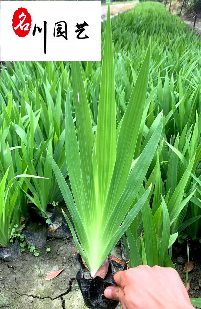 德国鸢尾花卉种植基地水生鸢尾现货供应成都水生植物批发