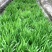 德国鸢尾花卉种植基地水生鸢尾现货供应成都水生植物批发