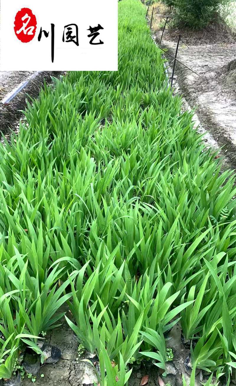 德国鸢尾花卉种植基地水生鸢尾现货供应成都水生植物批发