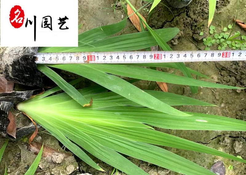 德国鸢尾花卉种植基地水生鸢尾现货供应成都水生植物批发