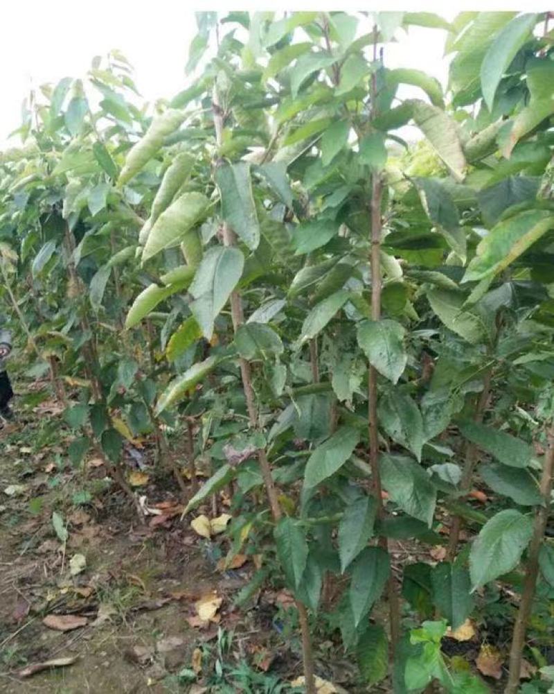 黑珍珠樱桃苗车厘子大樱桃树苗保成活当年结果