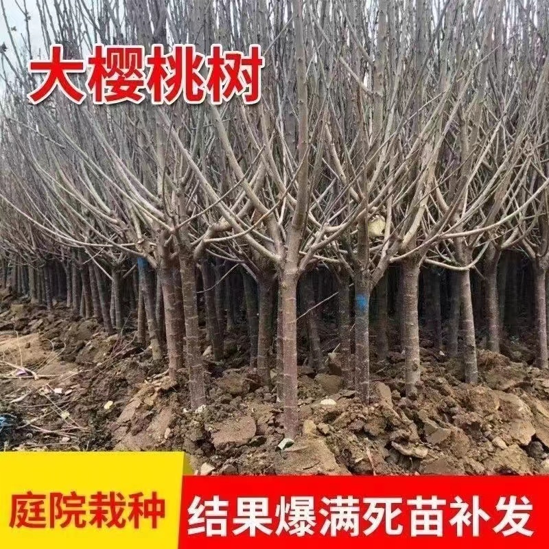 黑珍珠樱桃苗车厘子大樱桃树苗保成活当年结果