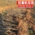 黑珍珠樱桃苗车厘子大樱桃树苗保成活当年结果