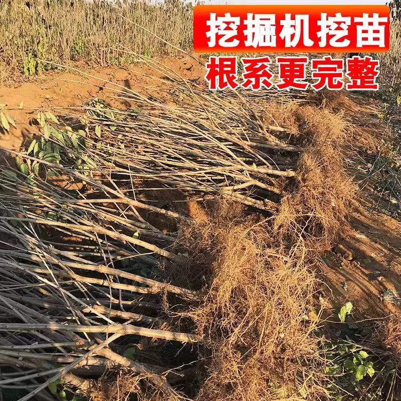 黑珍珠樱桃苗车厘子大樱桃树苗保成活当年结果