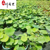 四川水生植物苗圃基地荷花现货供应精品盆栽荷花