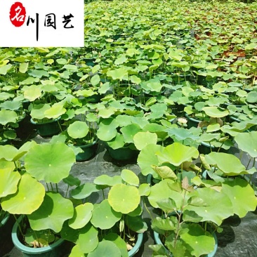 四川水生植物苗圃基地荷花现货供应精品盆栽荷花