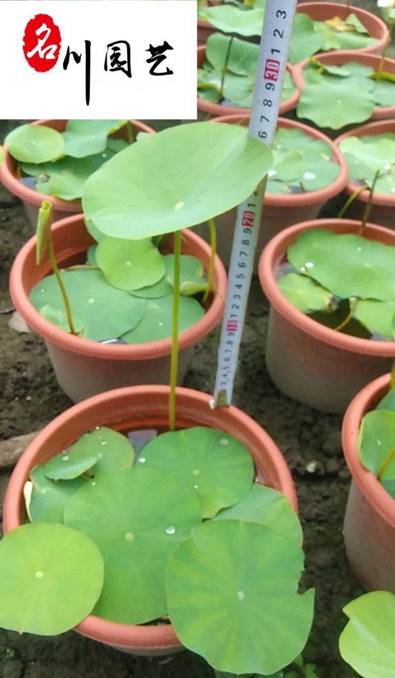 四川水生植物苗圃基地荷花现货供应精品盆栽荷花