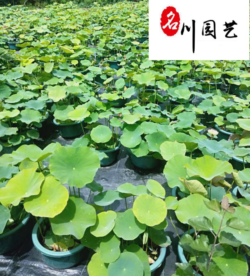 四川水生植物苗圃基地荷花现货供应精品盆栽荷花