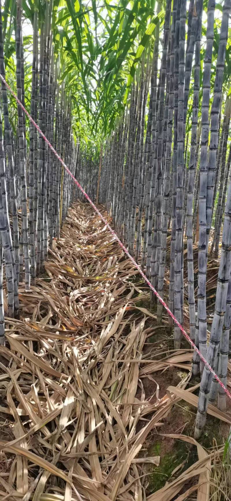 云南黑皮甘蔗，节长多汁货源充足量大从优欢迎电联合作