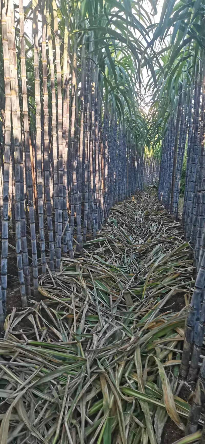 云南黑皮甘蔗，节长多汁货源充足量大从优欢迎电联合作