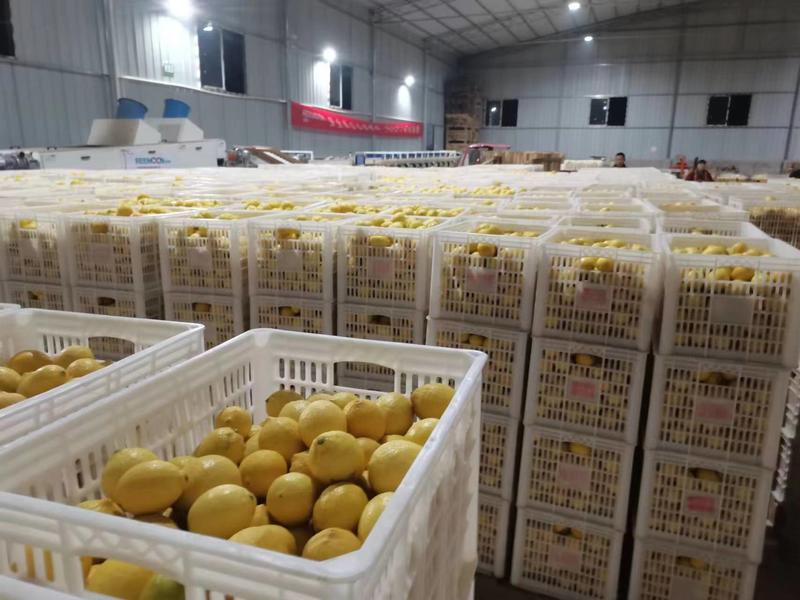 【热卖】尤力克柠檬大量现货产地直发保质保量货源充足欢迎咨询