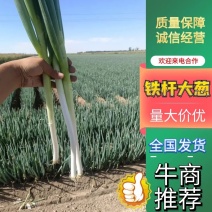 铁杆大葱大量上市，货品充足5000亩种植基地现挖现发