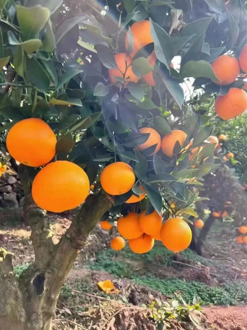【湖北橙子】秭归九月红脐橙果园现摘现发大量供应中