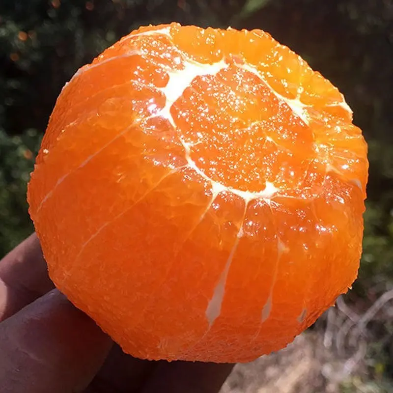 【湖北橙子】秭归九月红脐橙果园现摘现发大量供应中