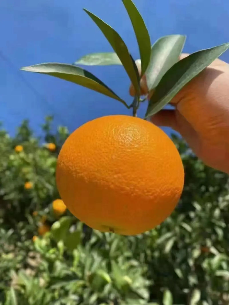 【湖北橙子】秭归九月红脐橙果园现摘现发大量供应中