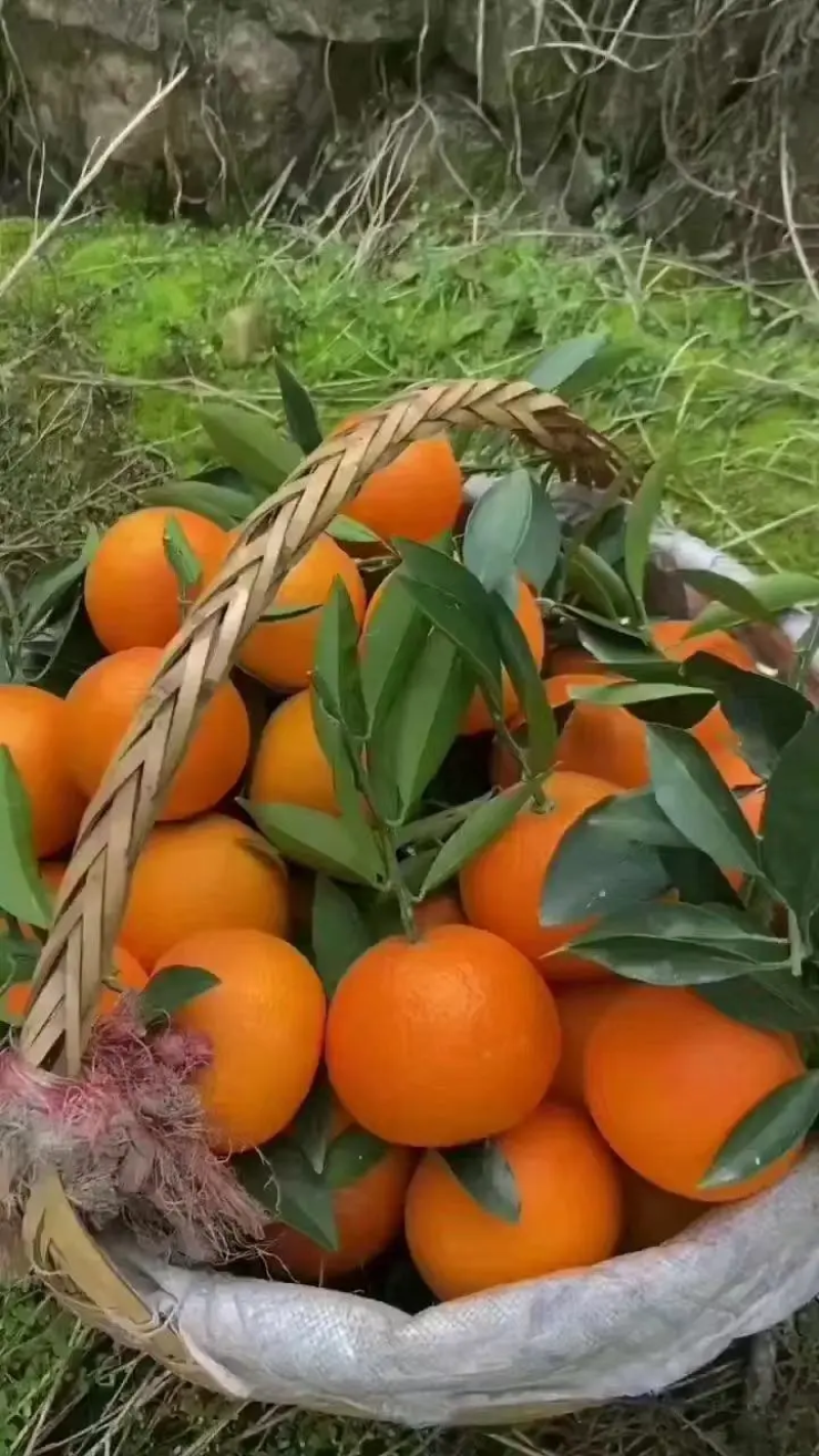 【湖北橙子】秭归九月红脐橙果园现摘现发大量供应中