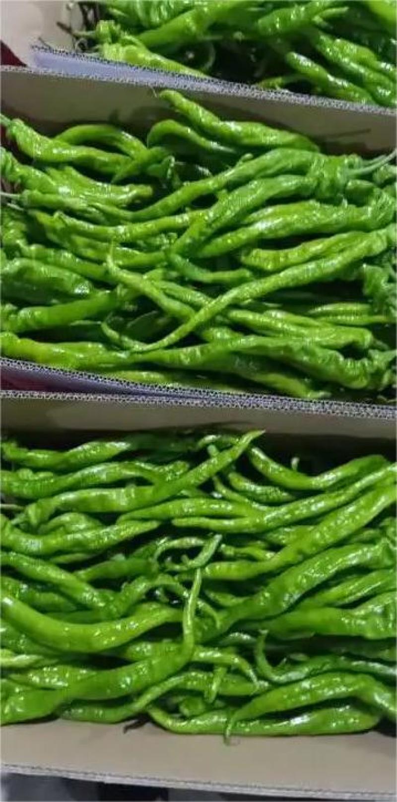 【甄选】山东莘县精品螺丝椒产地大量上直发价优保质