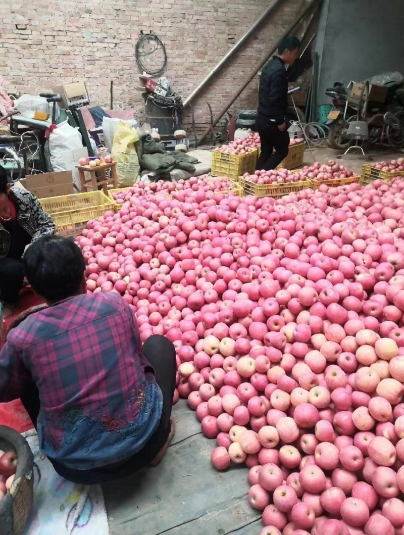 洛川苹果批发市场
