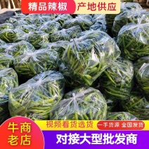 精品青椒鲜辣椒大青椒货源充足大量上市欢迎咨询