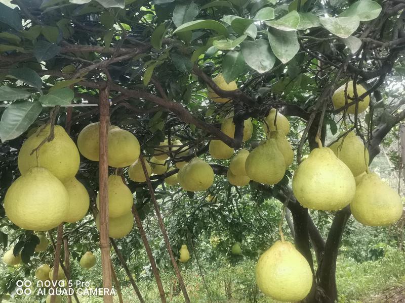 真龙柚大量上市产地直发保质保量一手货源全国发货