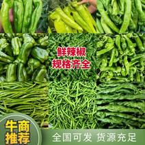 内黄县鲜辣椒大量上市规格品类齐全有序欢迎致电