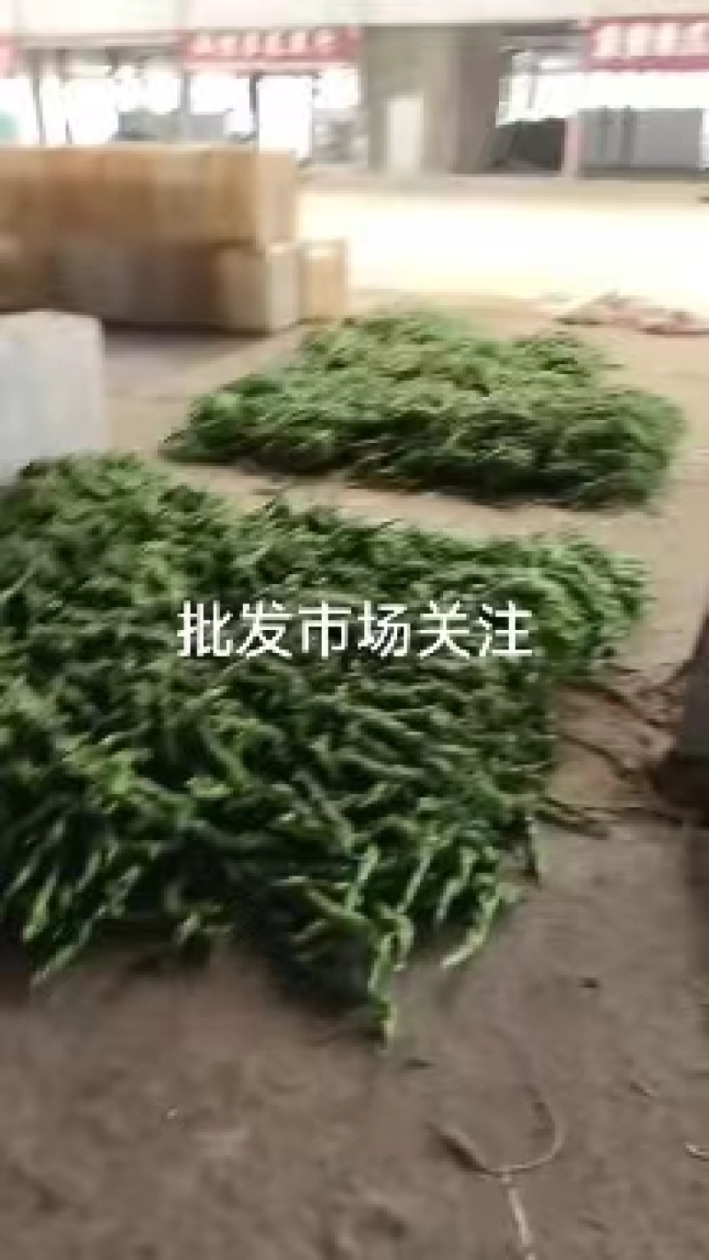尖椒安阳发货大量上市对接商超批发档口欢迎来电