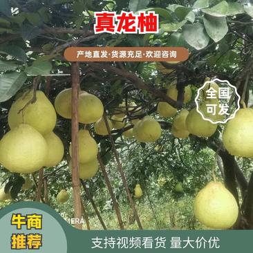真龙柚大量上市产地直发保质保量一手货源全国发货