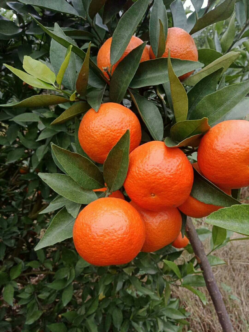 『新鲜直达』广西东方红蜜橘新鲜柑桔产地批发欢迎来电