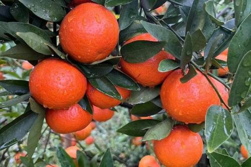 『新鲜直达』广西东方红蜜橘新鲜柑桔产地批发欢迎来电