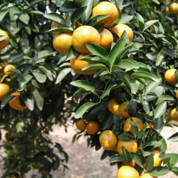 『柑橘批发』广西桂林八月桔新鲜柑橘产地直达量大价优