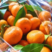 『柑橘批发』广西桂林八月桔新鲜柑橘产地直达量大价优