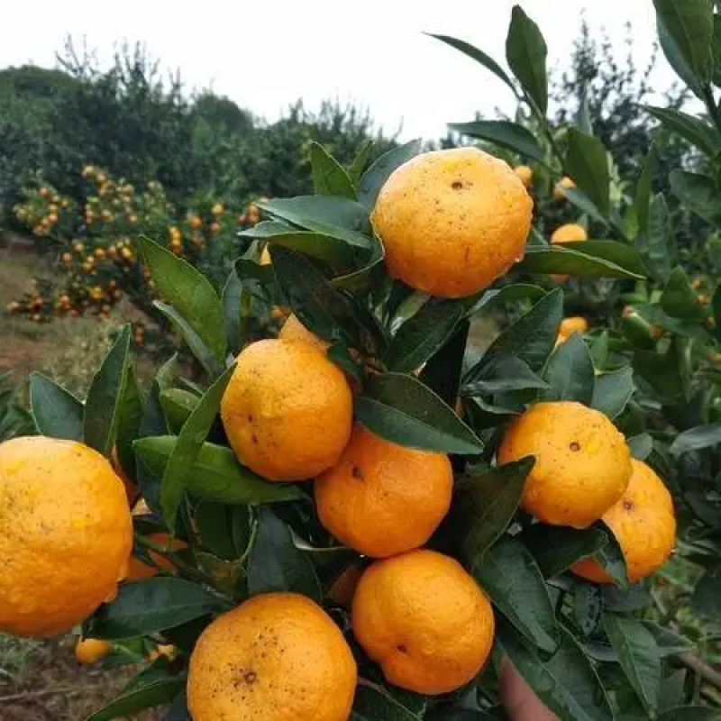 【推荐】广西桂林棉橘应季水果批发产地直供现摘现发