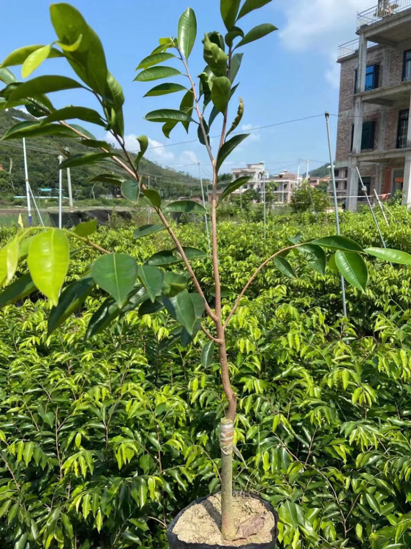 油叶子品种正宗奇楠沉香嫁接树苗奇楠芽条包结香