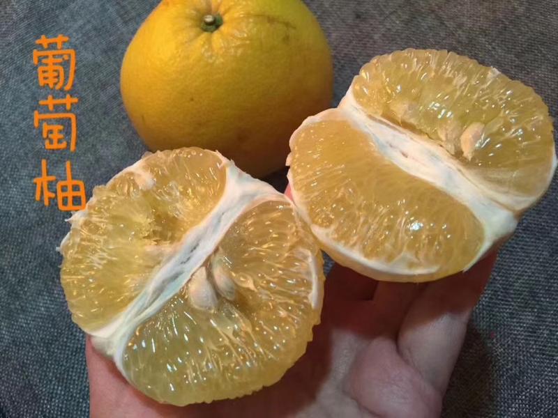 福建漳州柚子葡萄柚产地直发对接电商批发商