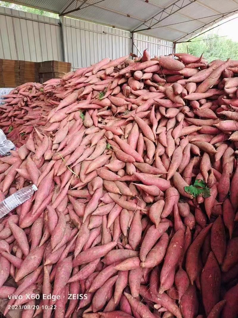 西瓜红货源充足价格美丽红薯西瓜红开封红薯质量保证