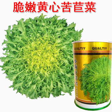 小狗牙苦菊种子碎叶苦苣种籽黄心苦菊野菜蔬菜特菜