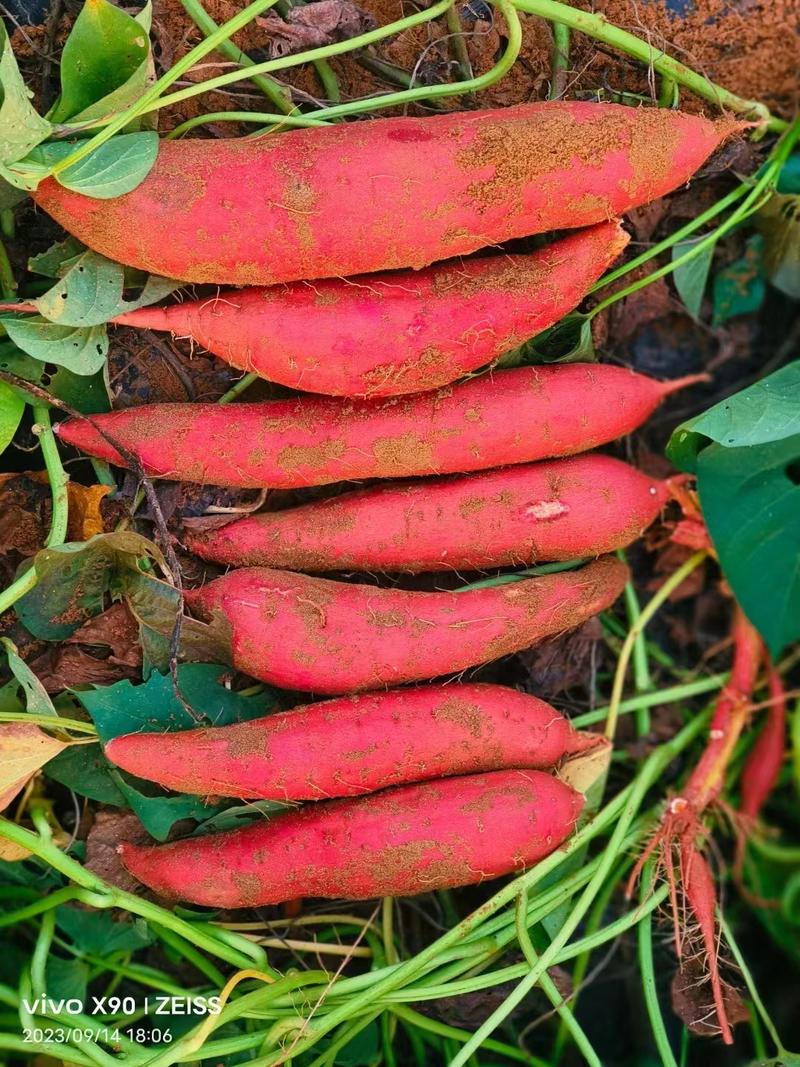 西瓜红货源充足价格美丽红薯西瓜红开封红薯质量保证