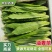 油麦菜大量现货产地一手货源保质保量可对接电商商超市场