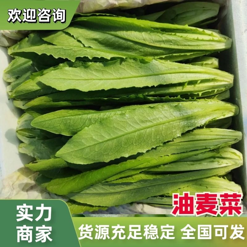 油麦菜大量现货产地一手货源保质保量可对接电商商超市场